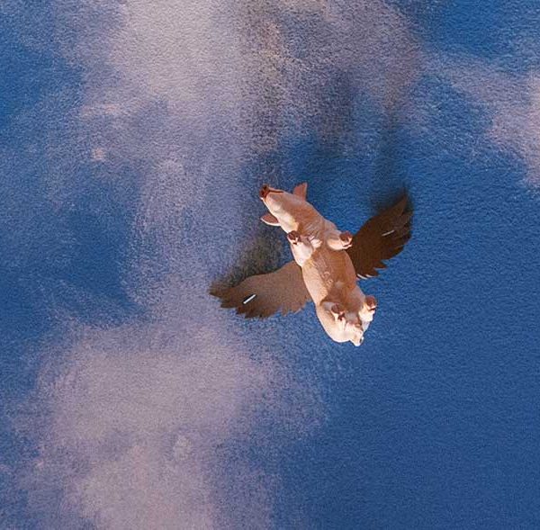 A photograph of flying pigs